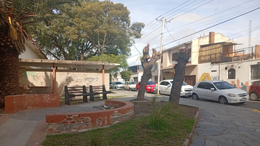 vecinos expresaron su malestar por la poda de arboles en la manzana de salud