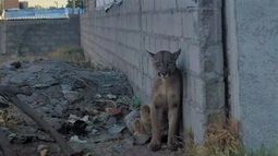 Liberaron al puma a su hábitat natural