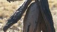 el iv simposio sudamericano de pecan reunira a referentes internacionales del sector