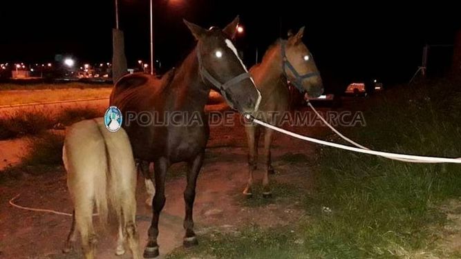 Secuestran animales sueltos en distintos sectores de la Capital