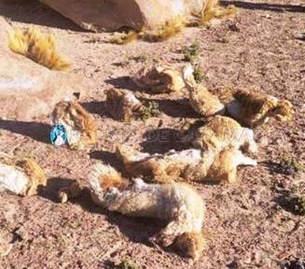 Incautado.&nbsp; Estaba oculto en un sector de un camino alternativo.