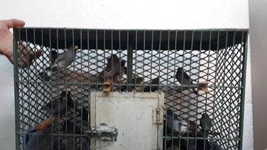gendarmeria secuestro mas de 60 aves canoras