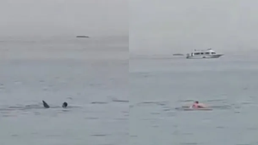 VIDEO: un tiburón se comió a un turista en Egipto