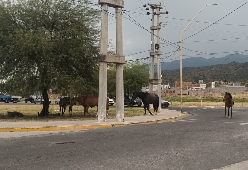Equinos. Deambulan con mayor frecuencia por las calles.