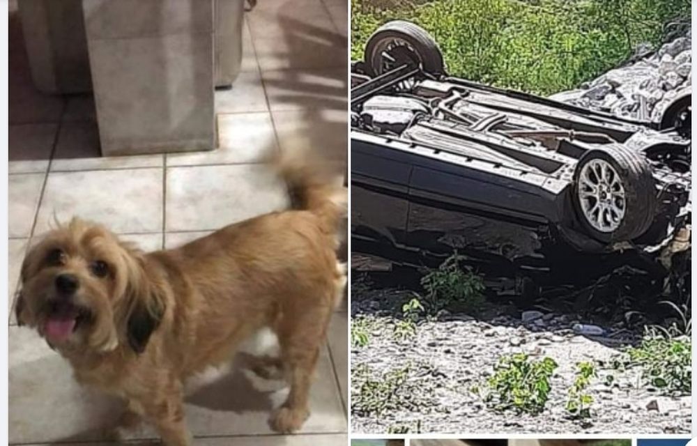 perrita.jpg