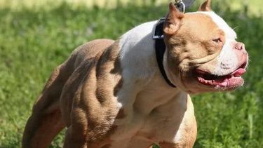 Septuagenario fue atacado por un pitbull y está internado