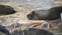 Confirmaron que los lobos marinos muertos se contagiaron de gripe aviar