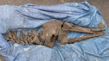 Instalaba una pileta para sus hijos y encontró fósiles prehistóricos