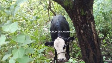 robaron un ternero y pudo ser recuperado