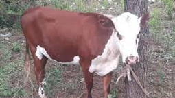 Delito. Elabigeato es el hurto o robo de animales de producción. Delito. Elabigeato es el hurto o robo de animales de producción.