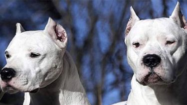 Entró a robar a una casa y fue atacado por dos dogos