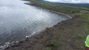 Días atrás aparecieron varios peces muertos