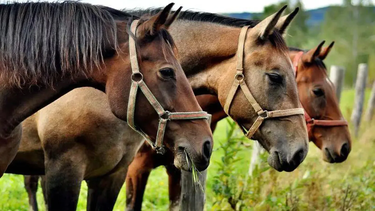 La Encefalitis Equina se puede contagiar a humanos. En la mayoría de los casos es una enfermedad asintomática