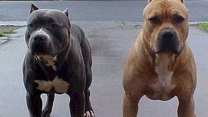 Feroz ataque de perros a una nena y a un hombre