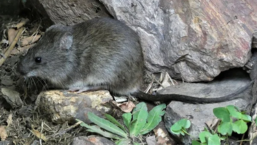 se confirmo un fallecido por leptospirosis en cordoba