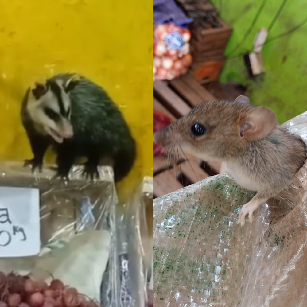 Denunciaron a una verdulería por plagas de ratas y la presencia de una comadreja