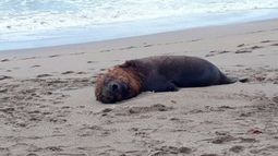 Chile confirmó la muerte de más de 70 lobos marinos