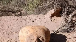 Las deformaciones craneanas fueron prácticas culturales ancestrales