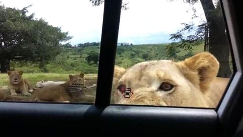 Un león les abrió la puerta mientras lo filmaban desde el auto