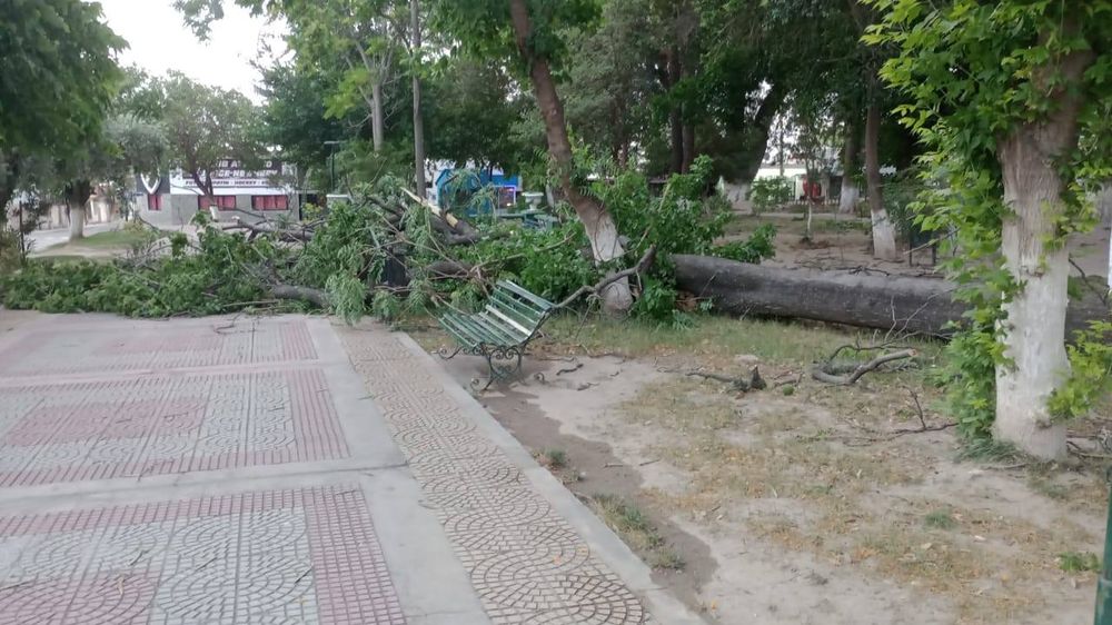 Pomán. Los daños más severos se registraron en la plaza principal por la caída de árboles completos.