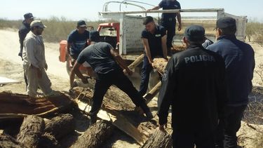 Aprehenden a tres personas por tala indiscriminada en Saujil