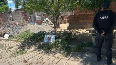 Incautaron más de 80 plantas de marihuana
