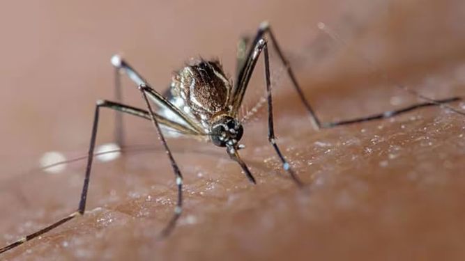 Dengue. En Catamarca existe un aumento significativo que hoy lo informó el ministerio.