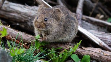 Hantavirus. Se transmite por las heces, orina y saliva de roedores infectados.