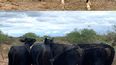 secuestraron seis animales sueltos en sumalao y advirtieron sobre posibles subastas