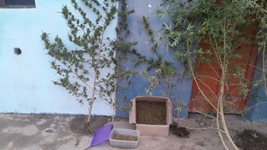 Secuestraron más de 11 kilos de marihuana