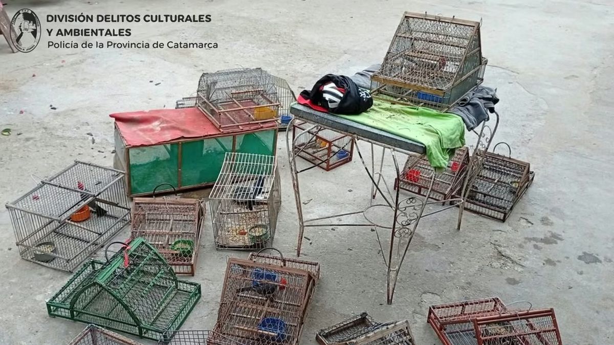 Secuestraron 17 aves en la Capital