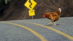El pollo del mañana