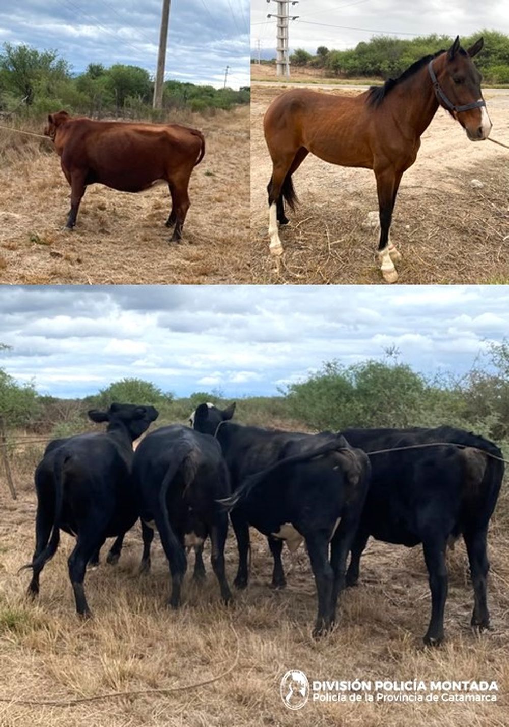 Montada - Secuestro animales .jpg