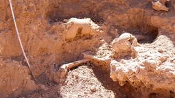 Hallan restos fósiles de un Mylodon en Aconquija, el perezoso gigante del Pleistoceno