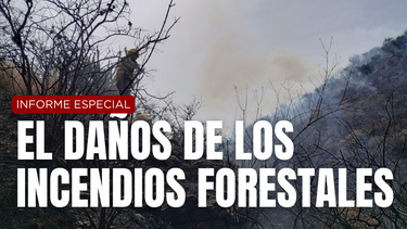 Las consecuecias de los incendios forestales