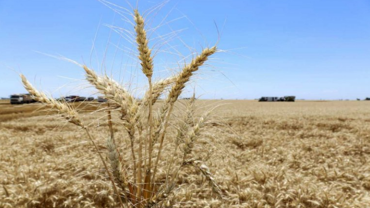 Aumenta el valor de referencia del trigo
