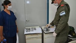 Mulas llevaban 130 cápsulas con alita de mosca