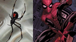 Se dejó picar por una araña y fue internado en terapia intensiva: Quería ser Spiderman