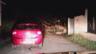 la caida de un arbol dejo sin luz diferente sectores de andalgala
