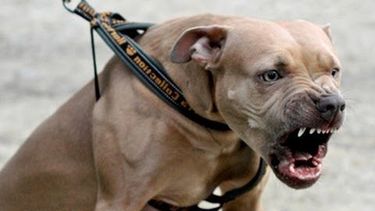 Un perro pitbull mordió a una mujer