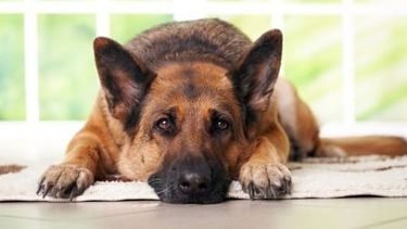 “Guau que peña”, mañana en el predio