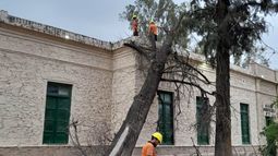 Un importante árbol cayó y causó daños