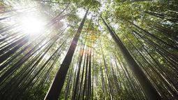 Decora tu hogar con estores de bambú naturales y ecológicos