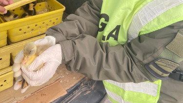 Viajaba con 150 patos en el baúl de su vehículo