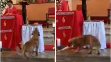 Perrito en iglesia de Colombia.&nbsp;