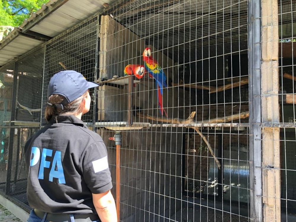 Rescataron cientos de aves exóticas