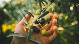 Hartazgo. La hostilidad sindical es uno de los principales elementos que destruye el tejido olivícola. Hartazgo. La hostilidad sindical es uno de los principales elementos que destruye el tejido olivícola.