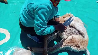 Esquila. Tras un manejo respetuoso y cuidadoso, las vicuñas fueron liberadas a su hábitat natural.