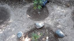 Secuestran tres plantas de marihuana en Belén