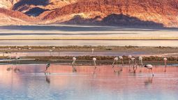 Especialistas recorrieron el Subsitio Ramsar de Antofagasta